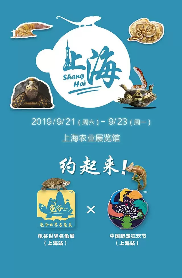 2019龟谷世界名龟展上海站